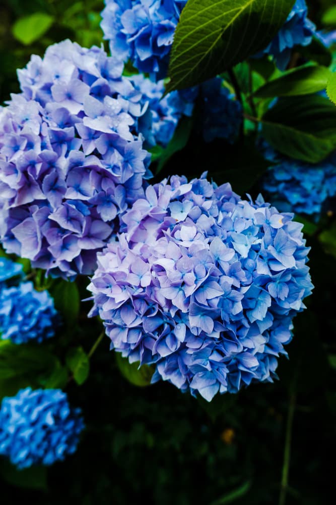 Beautiful Hydrangeas